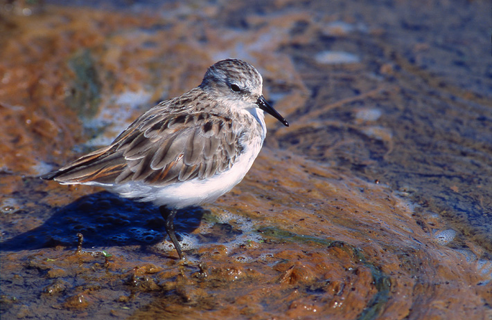 Photo of Birds