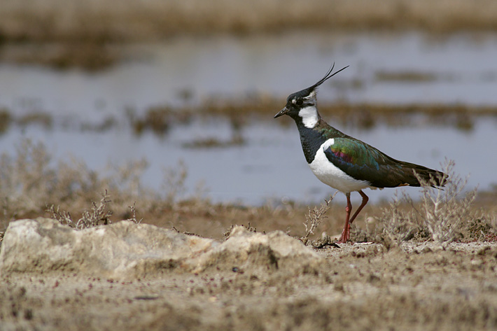 Photo of Birds