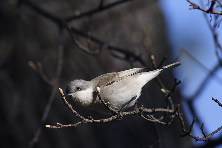 Photo of Birds