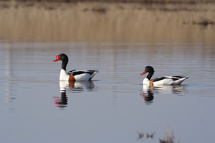 Photo of Birds