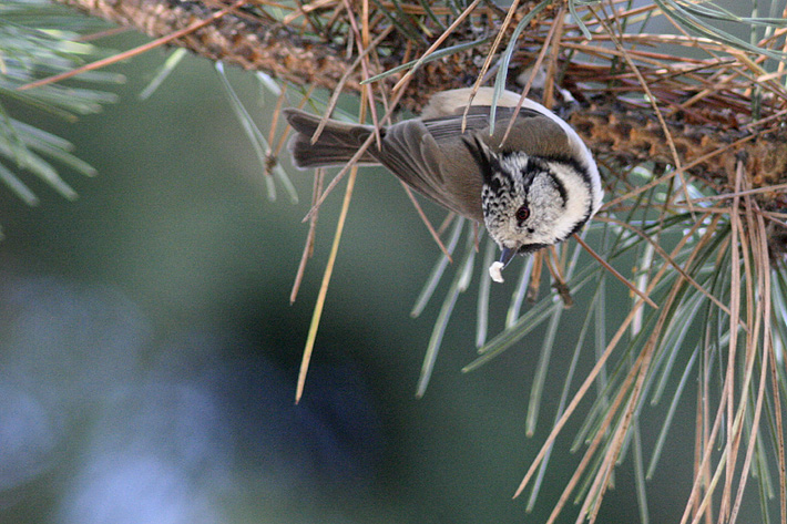 Photo of Birds