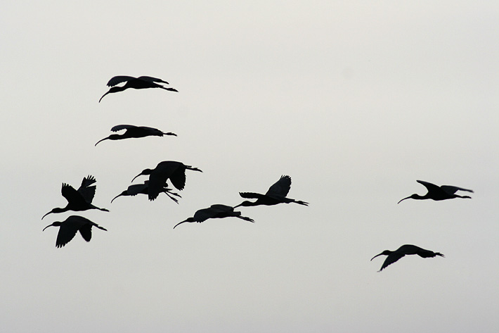 Photo of Birds