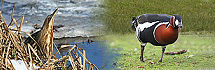 WildLife Videos