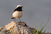 Снимки на Птици